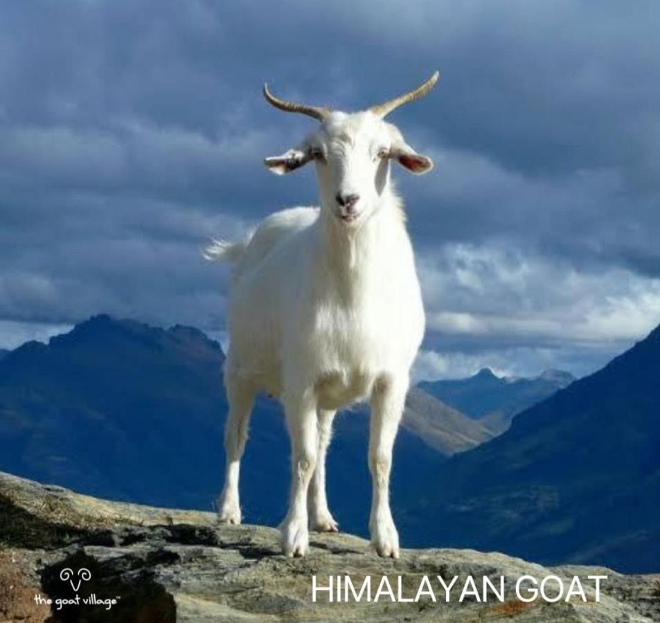 The Goat Village Myani المظهر الخارجي الصورة